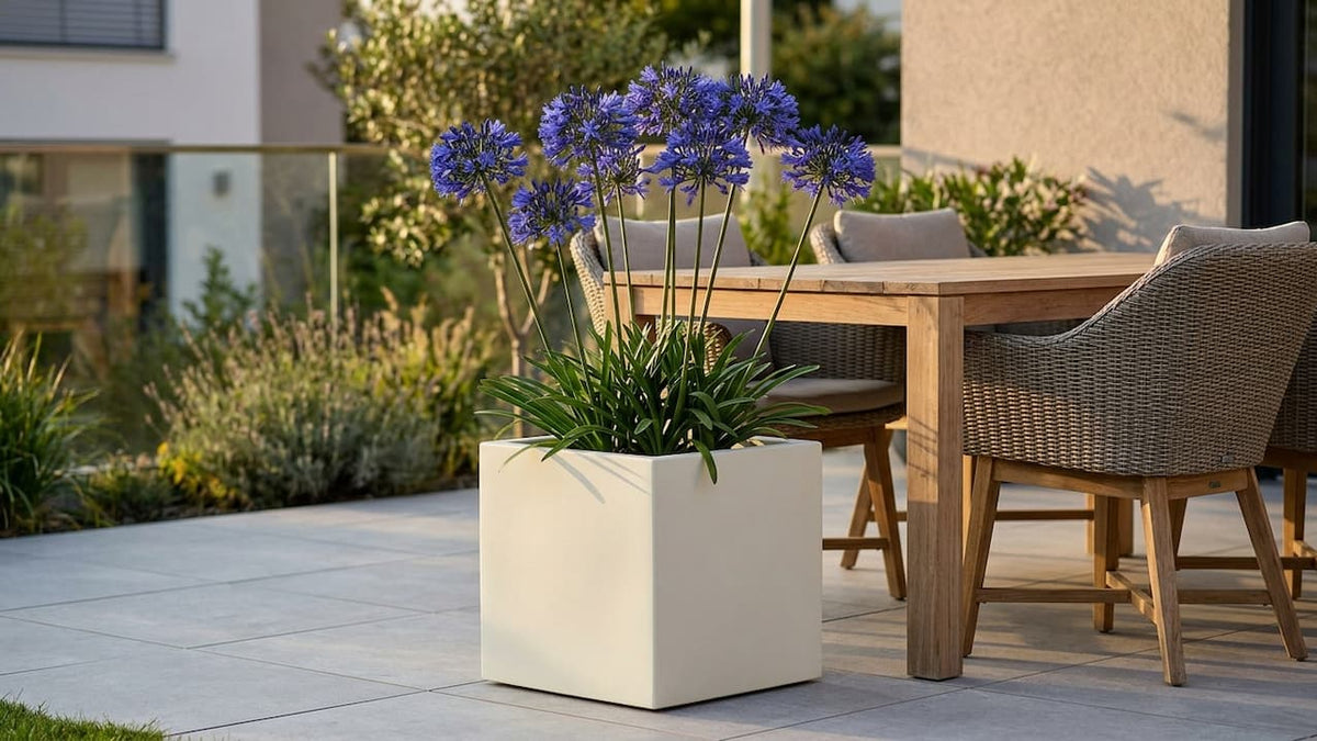 Agapanthus (Schmucklilie) mit blauen Blütenkugeln in perlmuttweißem Fiberglas-Würfelkübel auf sonnenbeschienener Terrasse mit Teak-Esstisch