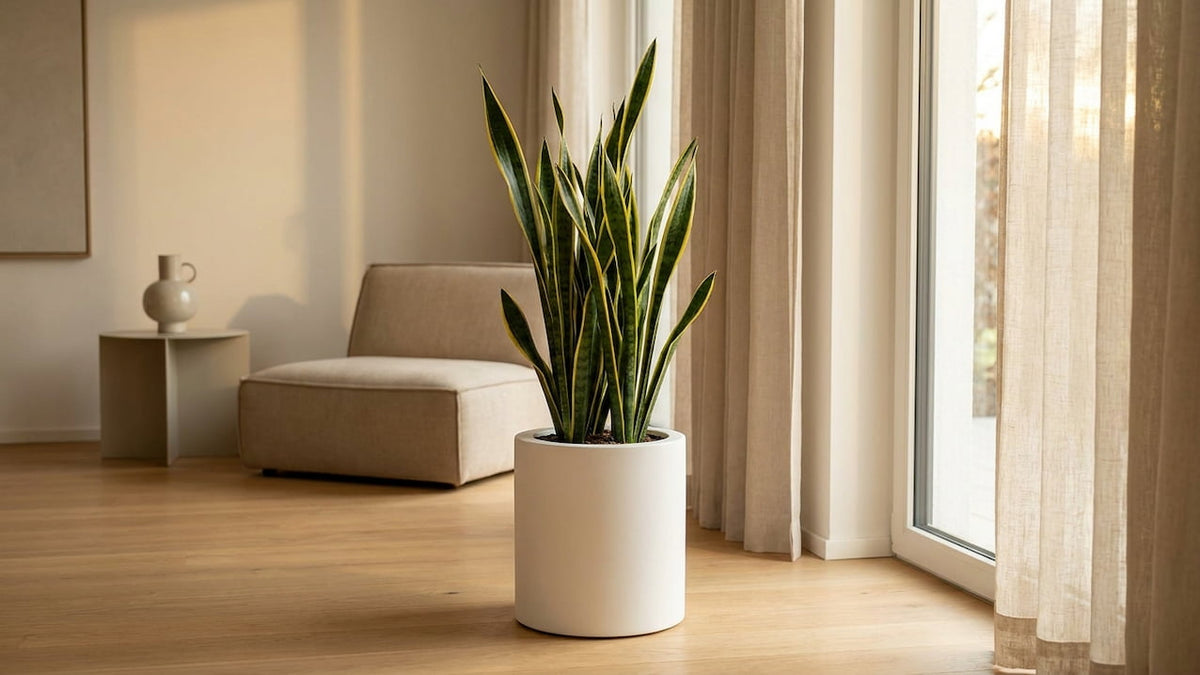 Bogenhanf (Sansevieria) mit aufrechten gemusterten Blättern im weißen Rundkübel im Wohnzimmer