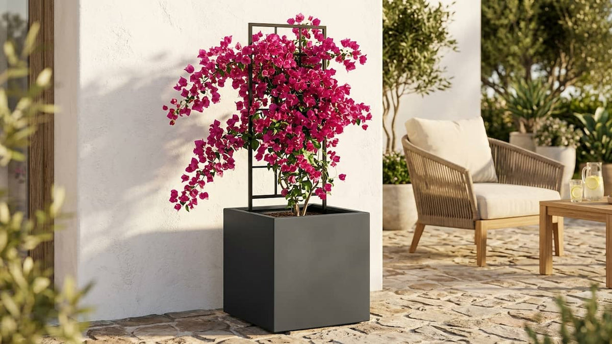 Pink blühende Bougainvillea am Rankgitter im anthrazitfarbenen Pflanzkübel an weißer Hauswand