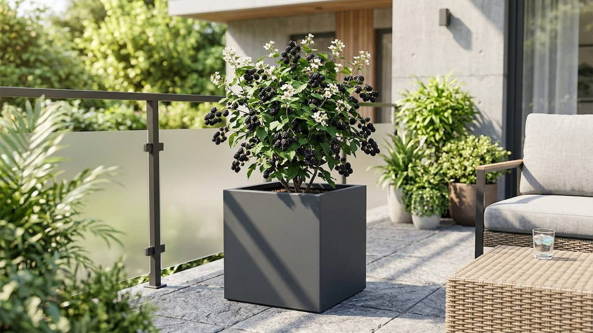Dornenlose Brombeere mit reifen schwarzen Früchten in einem anthrazitfarbenen Fiberglas-Pflanzkübel auf einer sonnigen Terrasse