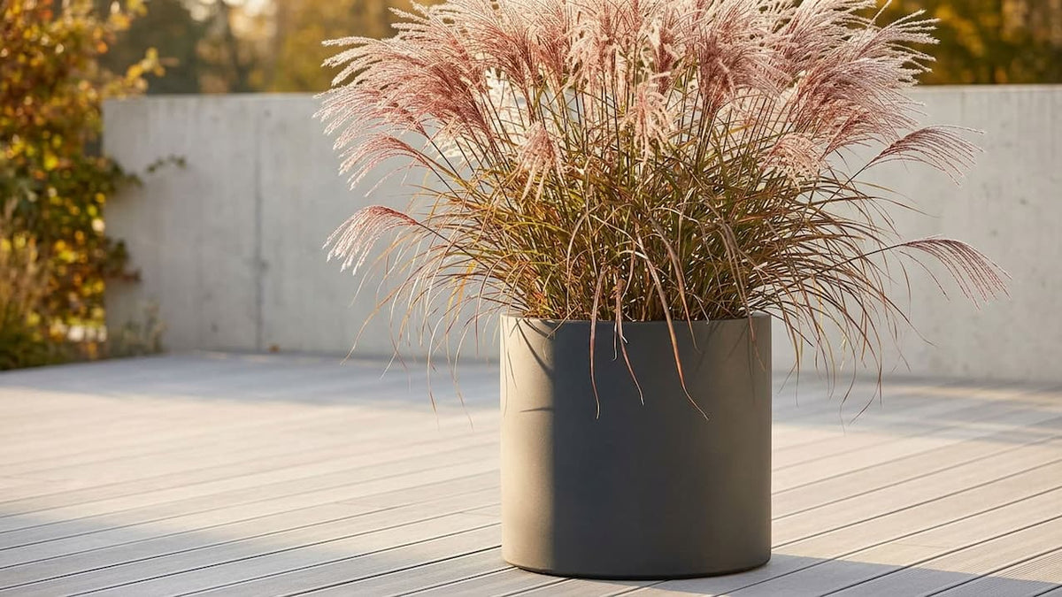 Chinaschilf mit silbrig-rötlichen Blütenwedeln in einem anthrazitfarbenen zylindrischen Fiberglas-Pflanzkübel auf einer Terrasse