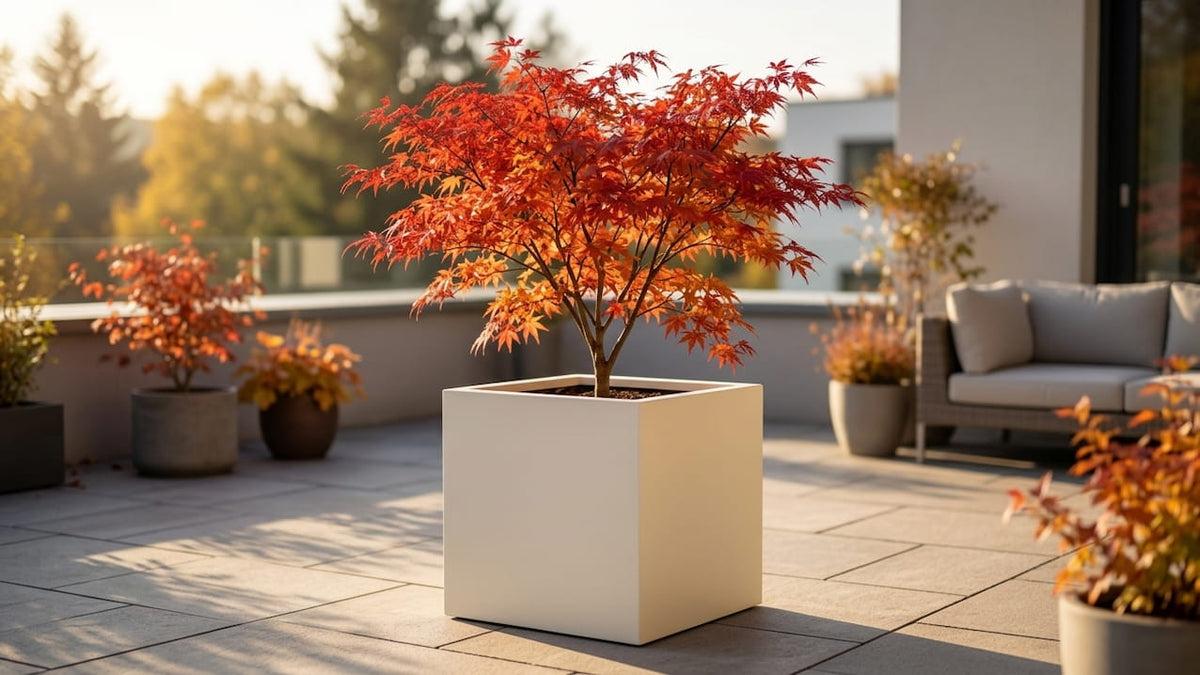 Roter Fächerahorn im weißen Würfel-Pflanzkübel auf einer sonnigen Terrasse