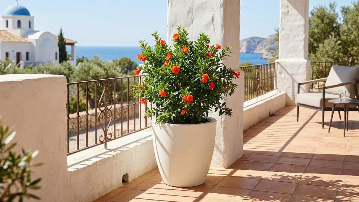 Blühender Granatapfel im perlmuttweißen Pflanzkübel auf einer mediterranen Terrasse mit Meerblick