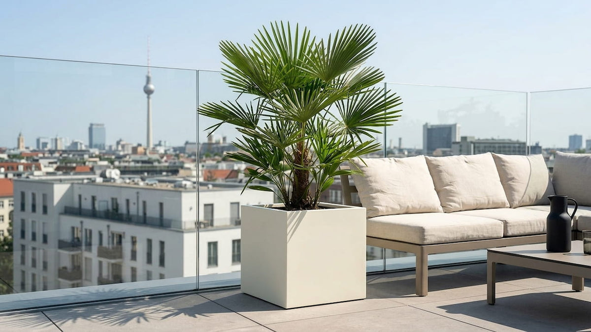 Hanfpalme im weißen Pflanzkübel auf einer Dachterrasse mit Stadtpanorama
