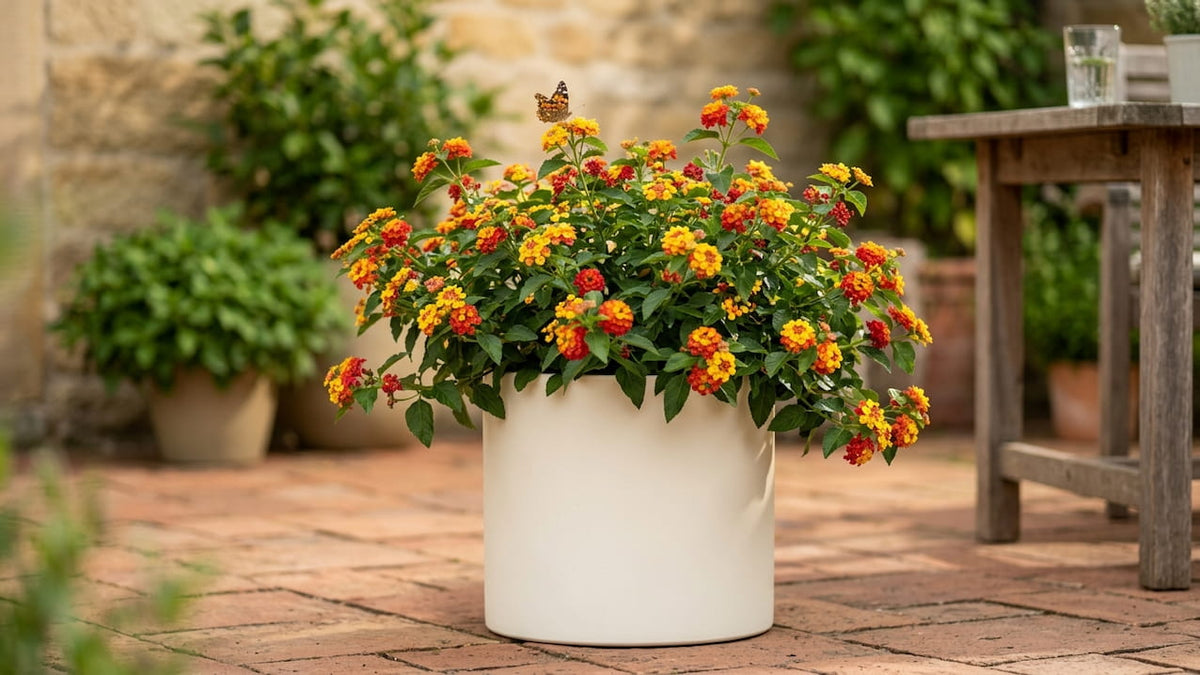Wandelröschen (Lantana camara) mit orange-gelben Blüten in perlmuttweißem Fiberglas-Rundkübel auf mediterraner Terrasse, Schmetterling im Anflug