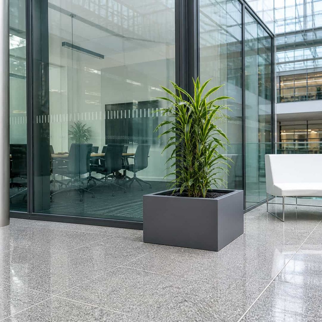 Niedriger quadratischer Pflanzkübel in Anthrazit metallic mit Drachenbaum in einem verglasten Büro-Lichthof