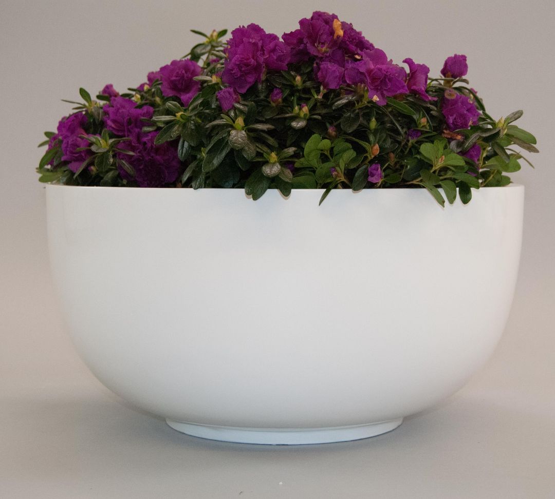 Runde Pflanzschale aus Fiberglas in Hochglanz Weiß, bepflanzt mit violett blühender Azalee vor grauem Hintergrund