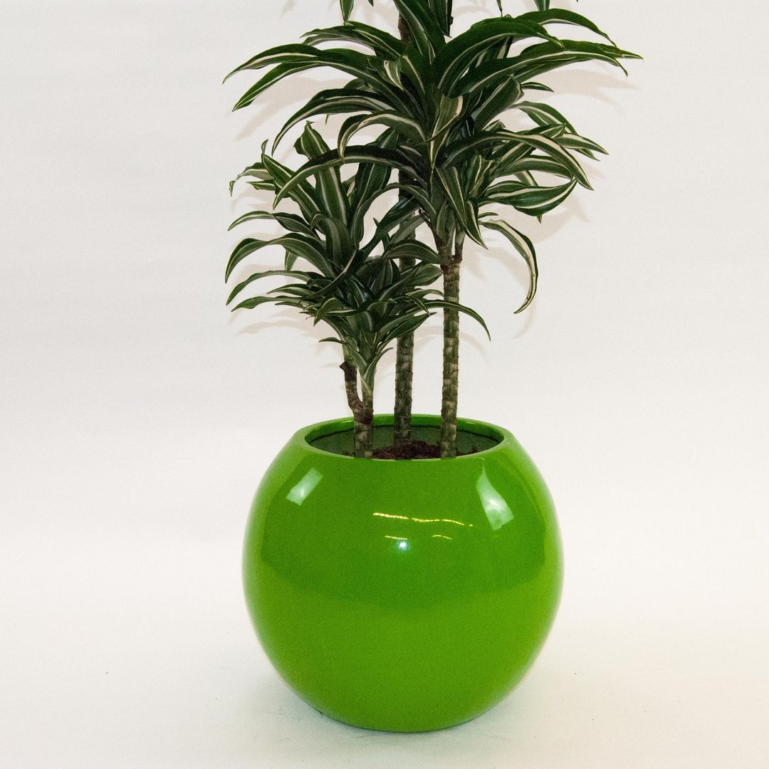 Hochglänzender Pflanzkübel in Ballform in Avocadogrün mit Drachenbaum vor hellem Hintergrund