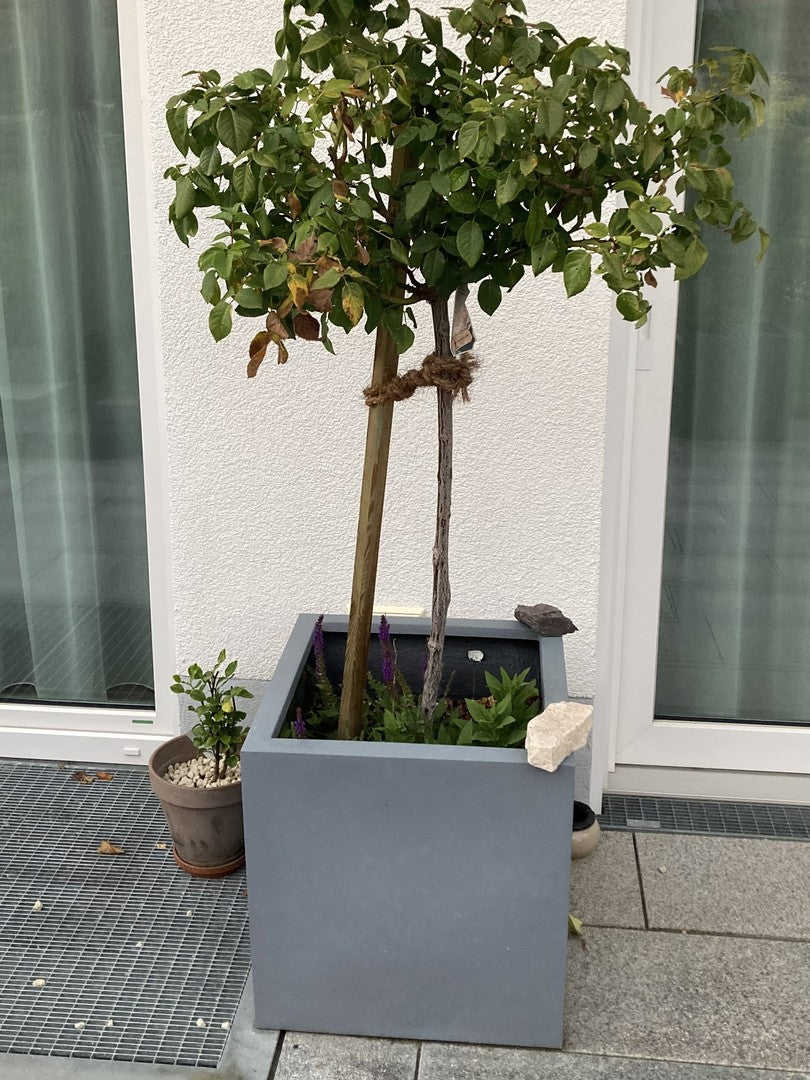 Pflanzkübel Fiberglas quadratisch 50x50x50cm grau mit Rosenstämmchen auf Terrassenplatten vor einer Glastür