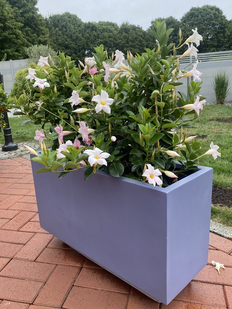 Pflanzkübel Fiberglas rechteckig 80x30x40cm grau mit rosa blühender Dipladenia auf einer Klinkerterrasse