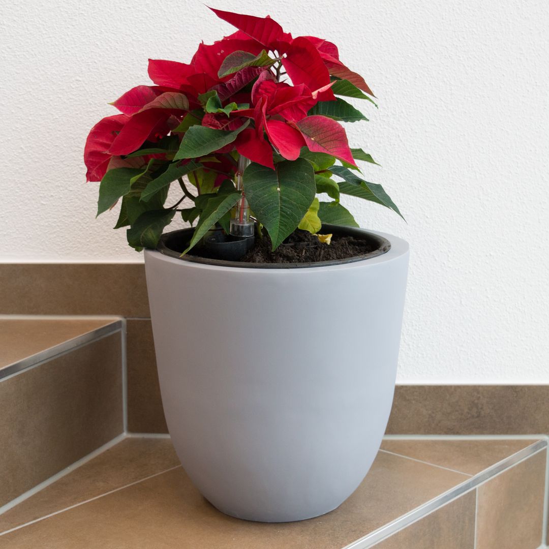 Grauer runder konischer Pflanzkübel aus Fiberglas mit roter Weihnachtsstern-Pflanze auf einer gefliesten Treppenstufe