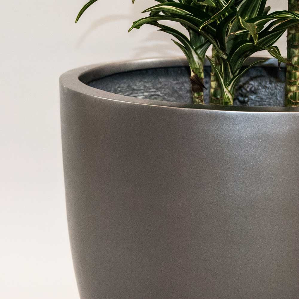 Nahaufnahme eines runden konischen Pflanzkübels in Anthrazit metallic mit Rand und grün-weiß gestreifter Dracaena