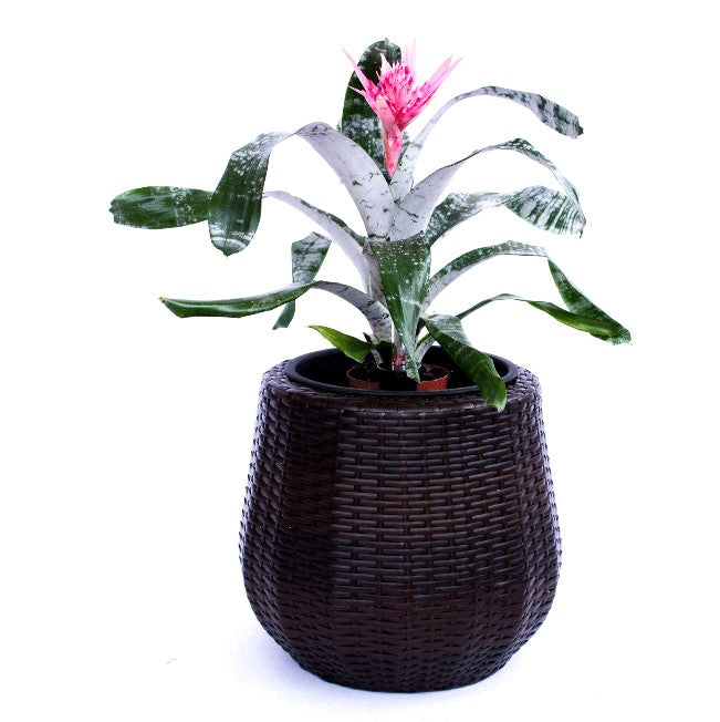Runder Pflanzkübel aus Polyrattan in Coffee Braun mit rosa blühender Bromelie auf weißem Hintergrund