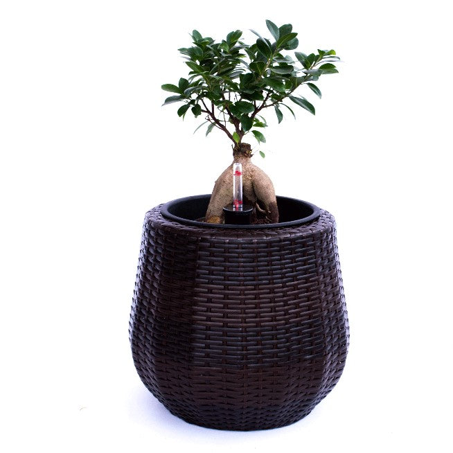 Runder Pflanzkübel aus Polyrattan in Coffee Braun mit schwarzem Einsatz, Wasserstandsanzeiger und Ficus-Bonsai