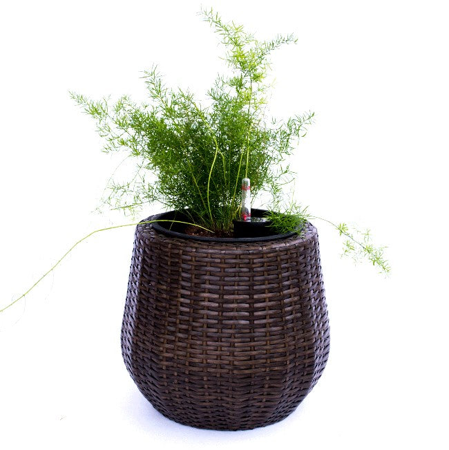 Runder Pflanzkübel aus Polyrattan in Mocca mit bauchiger Form, schwarzem Einsatz, Wasserstandsanzeiger und Zierspargel