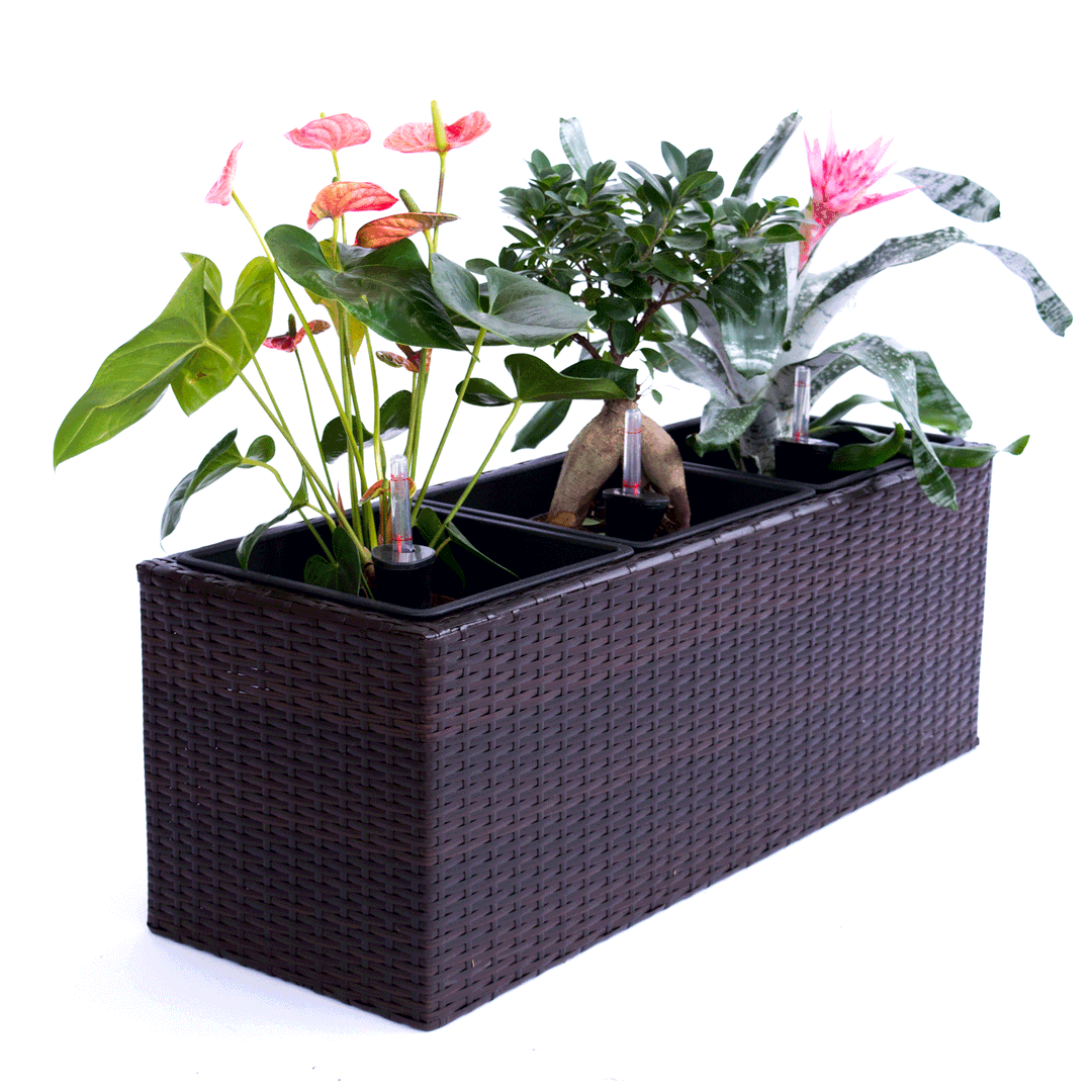 Rechteckiger Pflanzkübel aus Polyrattan in Coffee Braun mit drei Einsätzen, Anthurie, Ginseng-Ficus und Bromelie