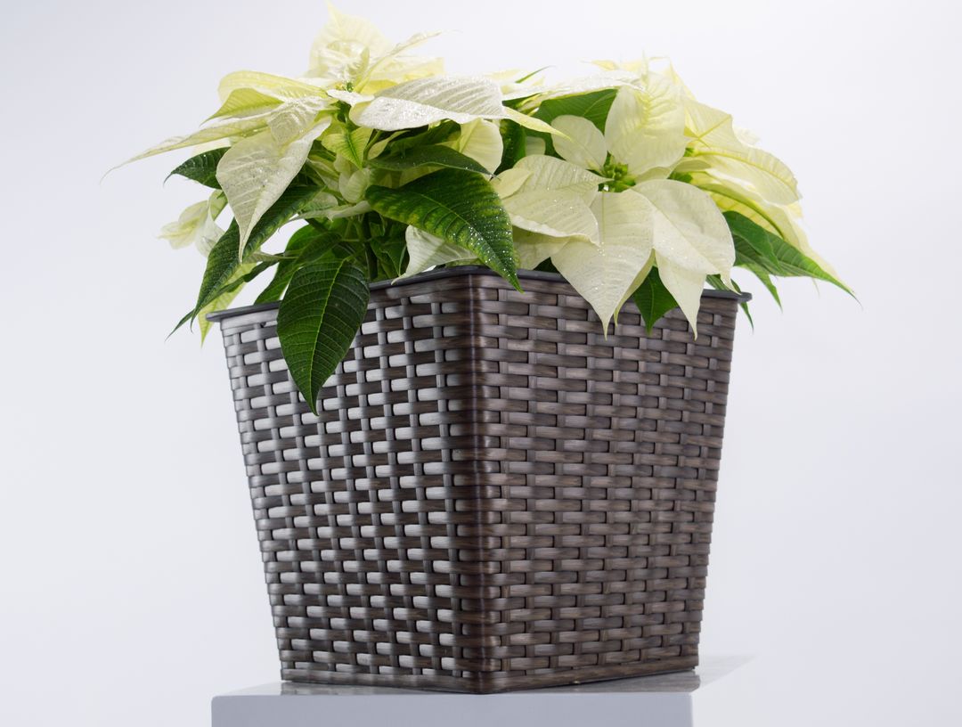 Quadratischer konischer Pflanzkübel aus Polyrattan in Mocca mit weißem Weihnachtsstern auf grauem Podest