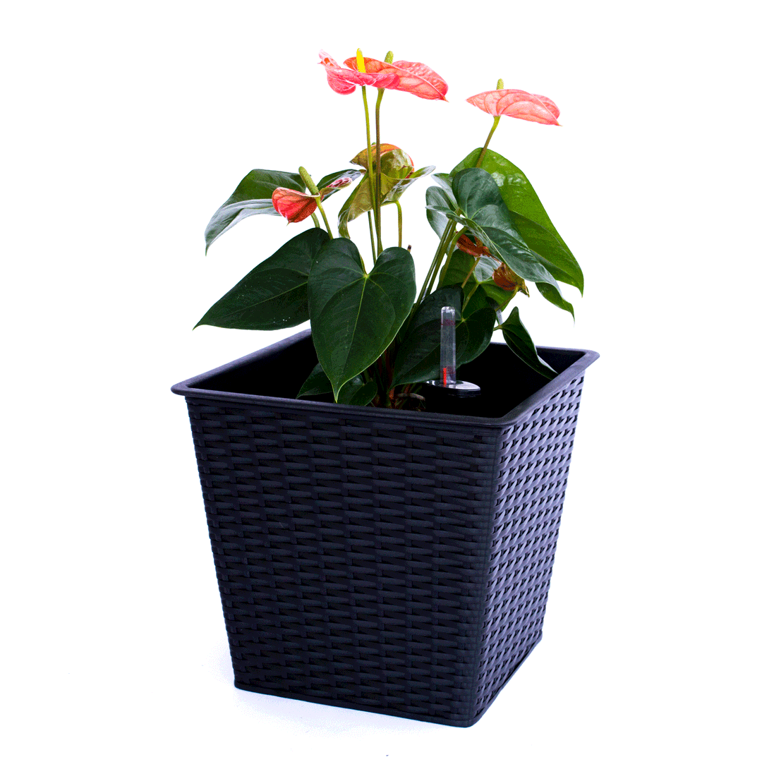 Schwarzer quadratischer Blumenkübel aus Polyrattan in konischer Form mit roter Anthurie und Wasserstandsanzeiger