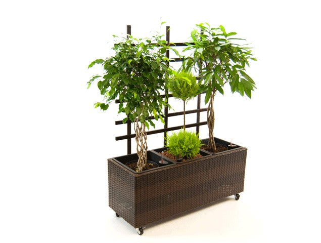 Rechteckiger Pflanzkübel aus dunkelbraunem Polyrattan mit Rankgitter und Rollen, bepflanzt mit Ficus-Bäumchen und Konifere