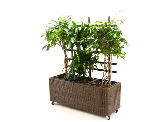 Rechteckiger Pflanzkübel aus Polyrattan in Mocca mit Rankgitter und Rollen, bepflanzt mit Ficus und Drachenbaum