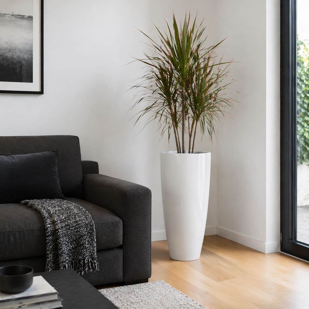Hochglanz weißer runder konischer Pflanzkübel aus Fiberglas mit Dracaena in einer Wohnzimmerecke neben dunklem Sofa