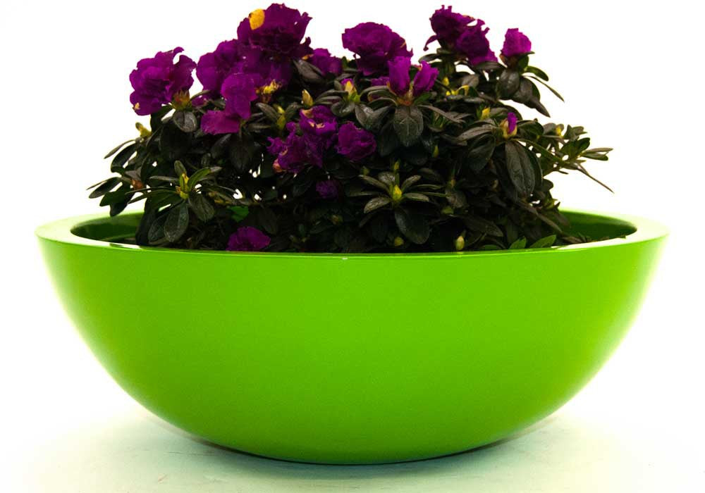 Runde Pflanzschale aus Fiberglas in Hochglanz Avocadogrün, bepflanzt mit violett blühender Azalee vor weißem Hintergrund