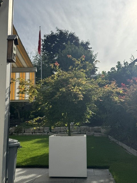 Pflanzkübel Fiberglas quadratisch 60x60x60cm perlmutt weiß mit Fächerahorn im Garten vor einer Natursteinmauer