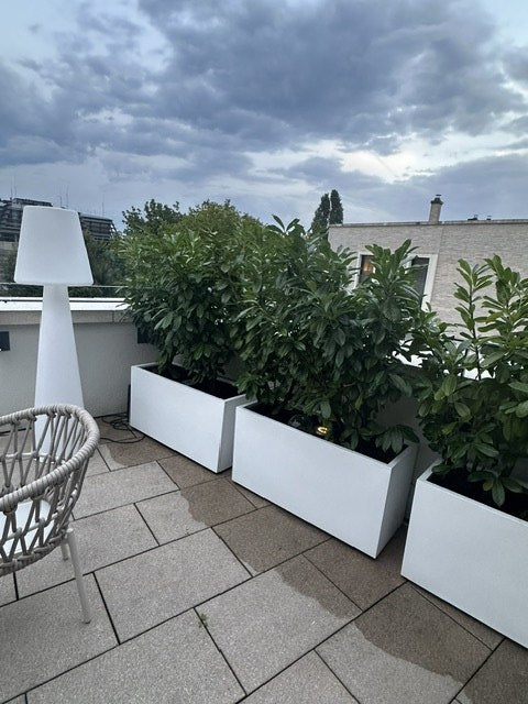 Pflanzkübel Fiberglas rechteckig 100x40x50cm perlmutt weiß in Dreierreihe mit Kirschlorbeer als Sichtschutz auf einer Dachterrasse