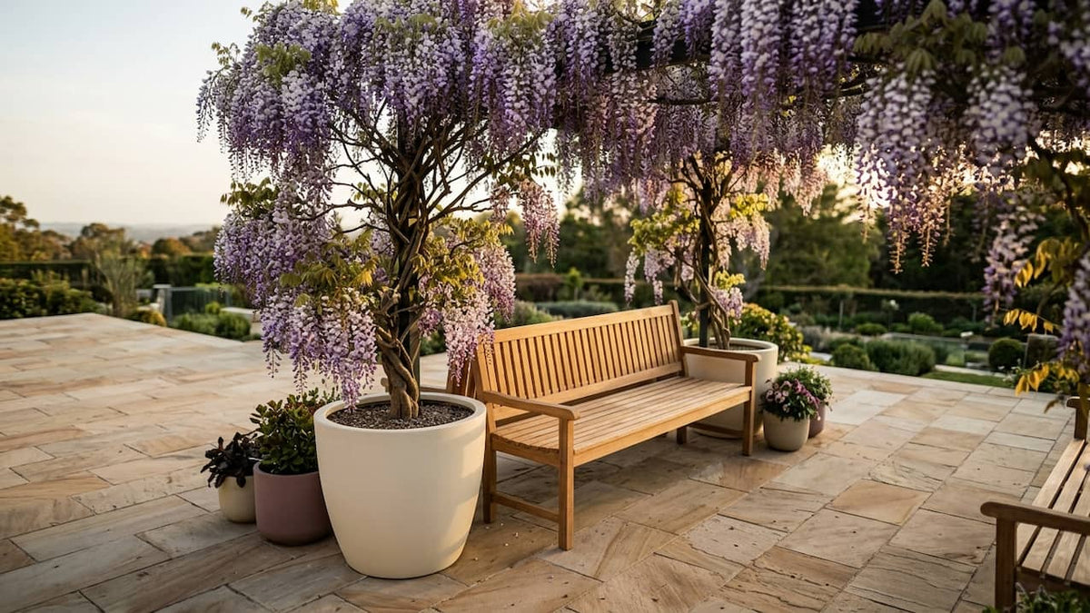 Blauregen (Wisteria) als Hochstämmchen mit violetten Blütentrauben in zwei perlmuttweißen Fiberglas-Pflanzkübeln auf Steinterrasse mit Holzbank im Abendlicht