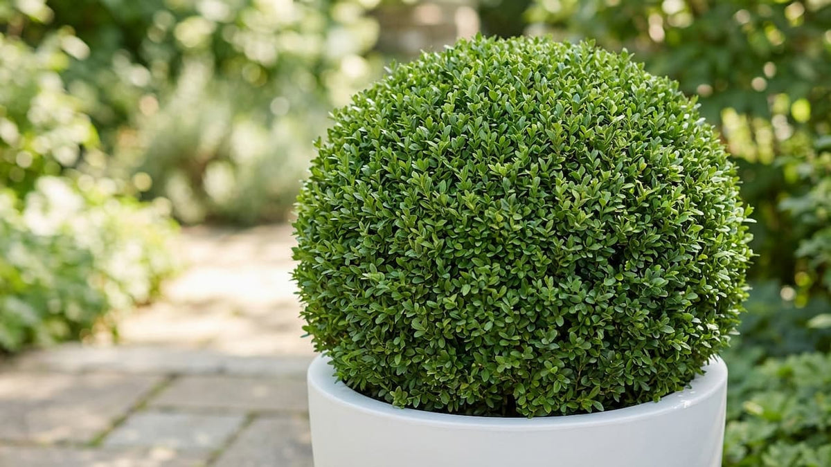 Rund geschnittene Buchsbaumkugel im weißen Pflanzkübel vor grünem Gartenhintergrund