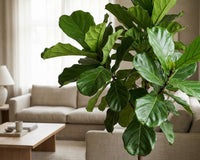 Geigenfeige (Ficus lyrata) mit großen glänzenden Blättern im hellen Wohnzimmer