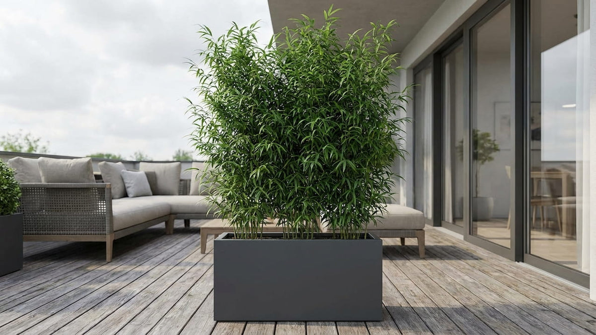 Dichter Bambus als Sichtschutz im anthrazitfarbenen Pflanztrog auf einer Dachterrasse mit Lounge