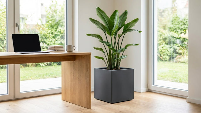 Home-Office-Pflanzen: Konzentration & Produktivität