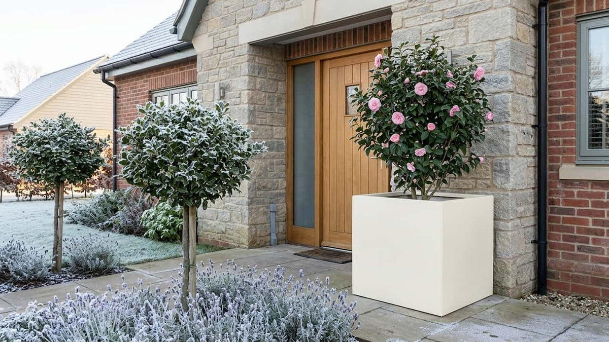 Rosa blühende Kamelie im perlmuttweißen Fiberglas-Würfelkübel vor einem Hauseingang aus Naturstein, Raureif auf Lavendel im Vorgarten