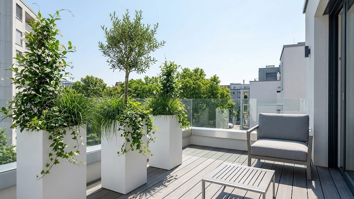 Kleine Terrasse mit drei hohen weißen Pflanzkübeln mit Olivenbaum, Kletterpflanzen und Gräsern vor Glasgeländer