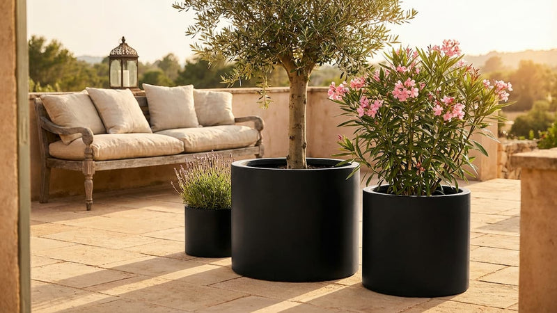 Mediterrane Terrasse mit Olivenbaum und rosa Oleander in schwarzen Rundkübeln