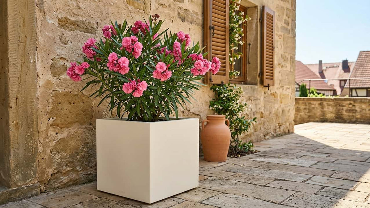 Üppig blühender Oleander mit pinken Blüten im perlmutt-weißen Fiberglas Würfelkübel vor mediterraner Sandsteinmauer mit Holzfensterläden