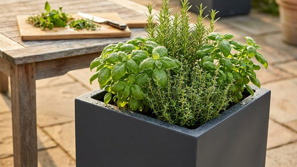 Kräuter im Pflanzkübel – Kräutergarten auf Terrasse & Balkon
