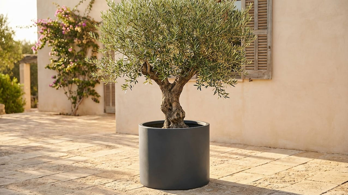 Olivenbaum mit knorrigem Stamm im anthrazitfarbenen Rundkübel vor mediterraner Hausfassade