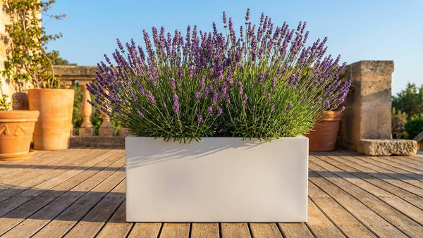 Lavendel im Pflanzkübel: Standort, Erde, Pflege und Überwinterung