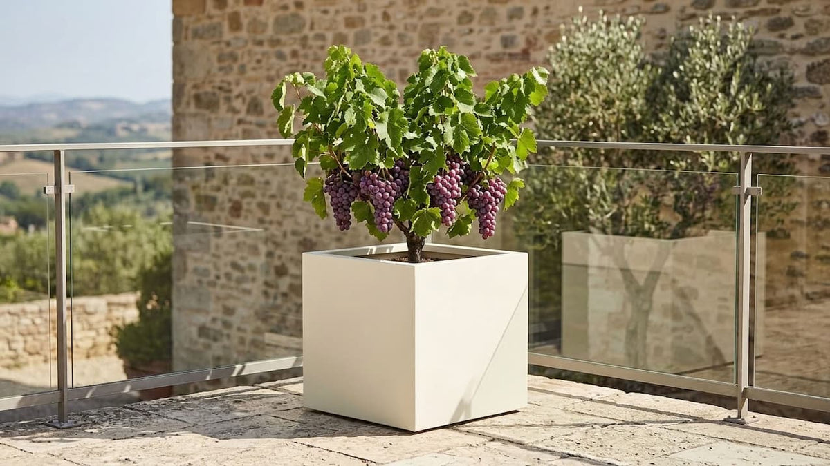 Weinrebe mit reifen blauen Trauben in einem perlmuttweißen Fiberglas-Pflanzkübel auf einer sonnigen mediterranen Terrasse