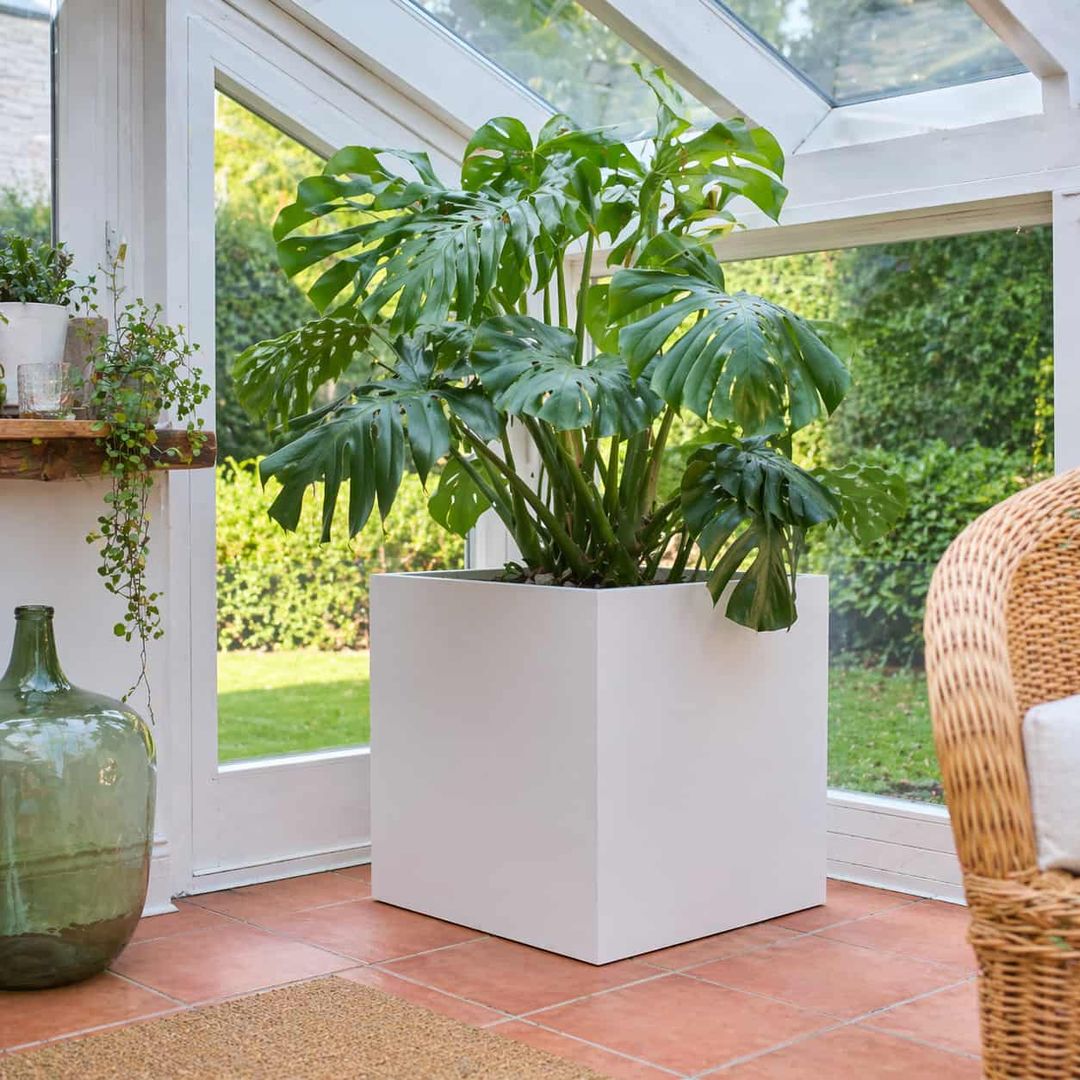 KI-erstellte Abbildung: Quadratischer Pflanzkübel aus Fiberglas in Perlmuttweiß mit großer Monstera im hellen Wintergarten mit Terrakottafliesen
