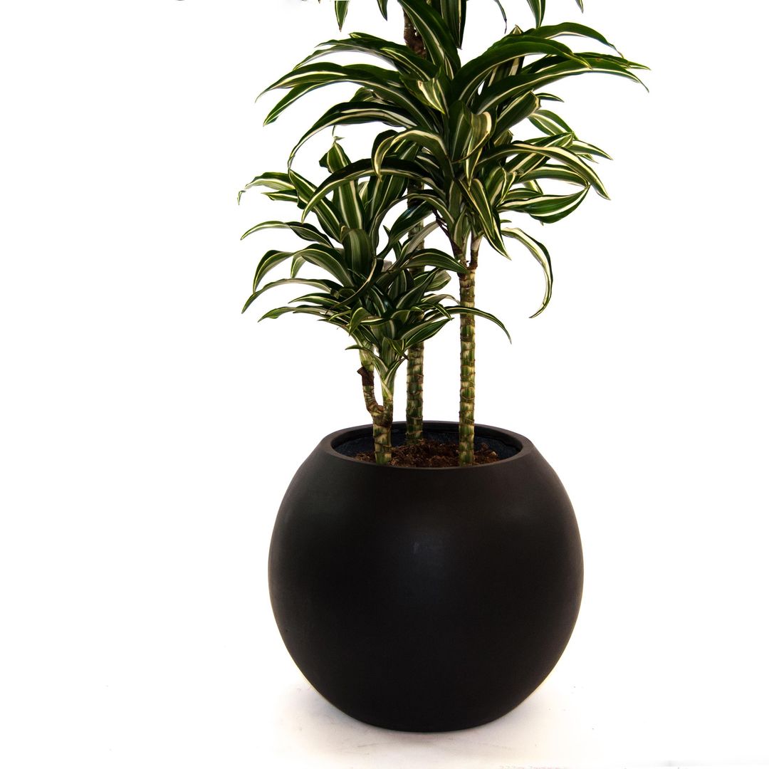 Schwarz-matter Pflanzkübel aus Fiberglas in Kugelform mit bepflanztem Drachenbaum vor weißem Hintergrund