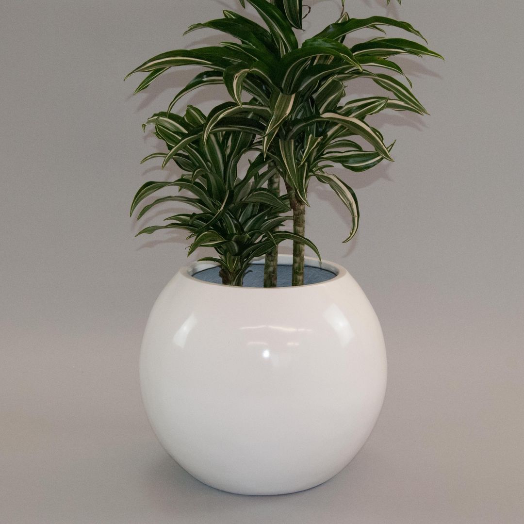 Hochglanz weißer Pflanzkübel in Kugelform aus Fiberglas mit grün-weiß gestreifter Dracaena vor grauem Hintergrund