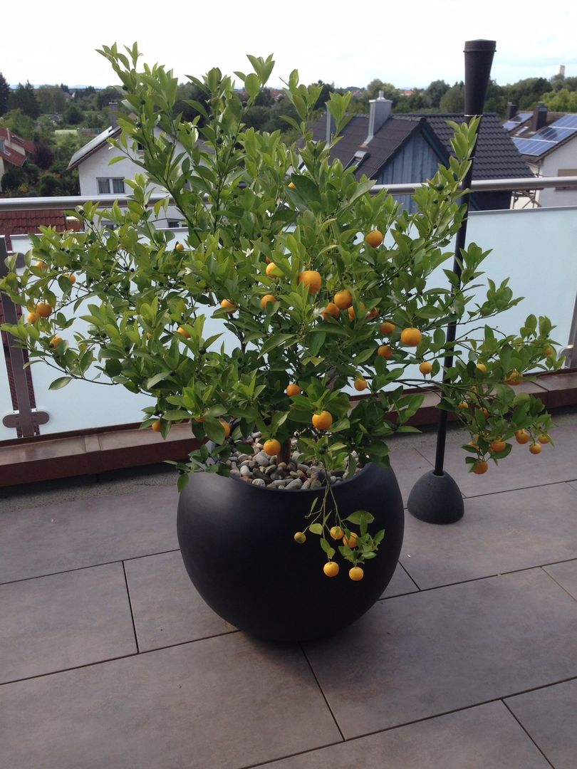 Schwarz-matter Pflanzkübel in Ballform mit Zitrusbäumchen voller orangefarbener Früchte auf einer Dachterrasse