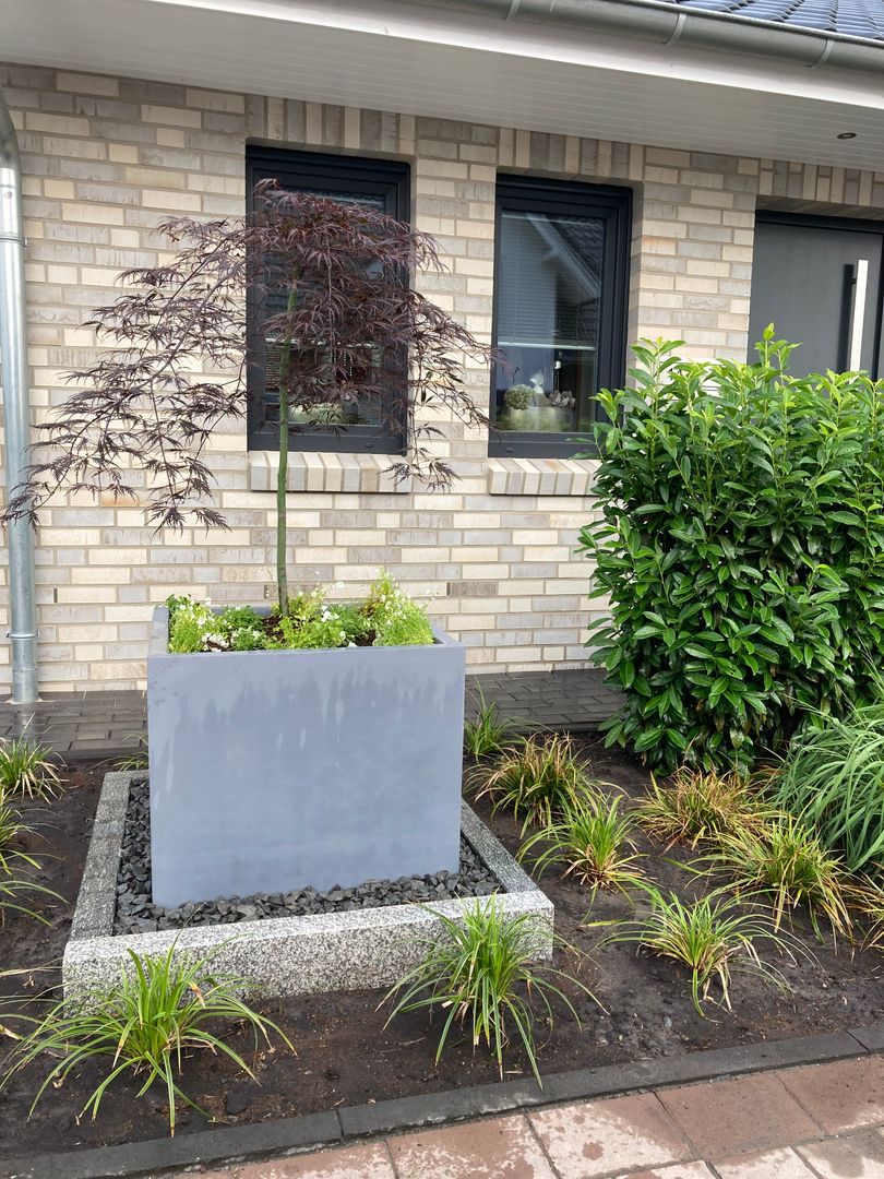 Grauer quadratischer Pflanzkübel mit Fächerahorn und weißen Blumen in einem Kiesbeet vor heller Klinkerfassade