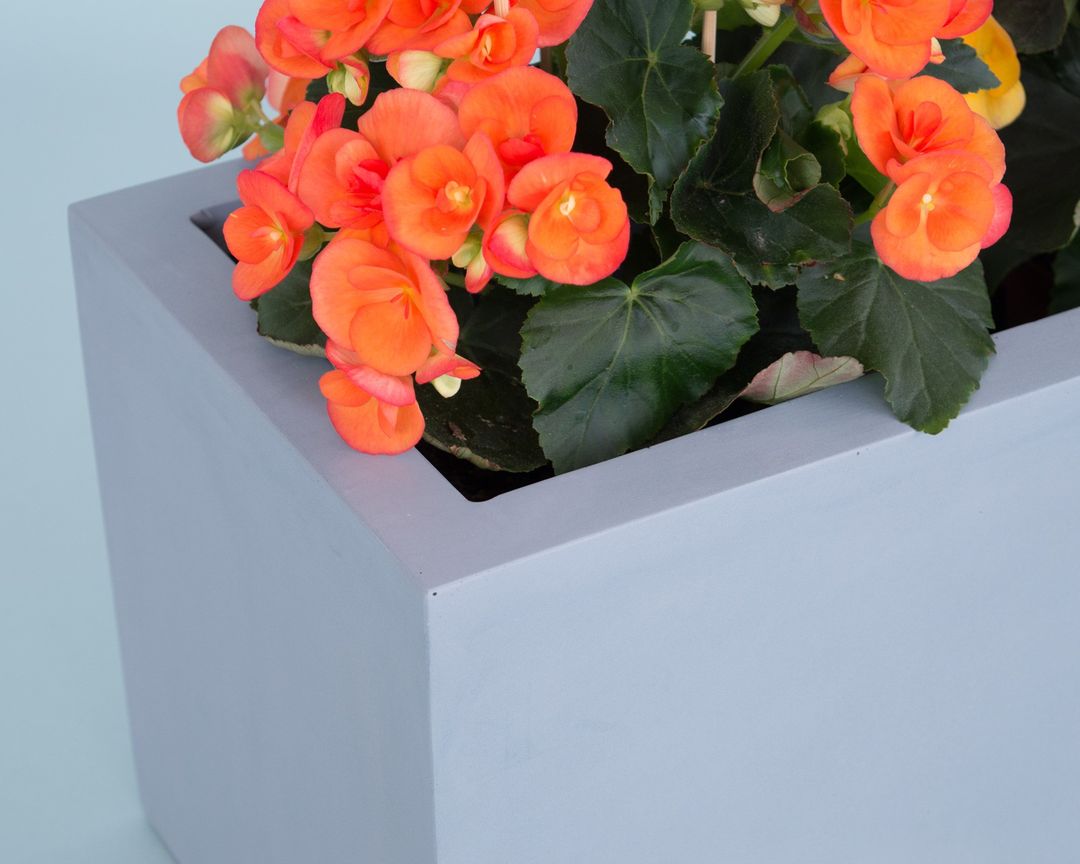 Ecke eines grauen rechteckigen Pflanzkübels aus Fiberglas, bepflanzt mit orange blühender Begonie