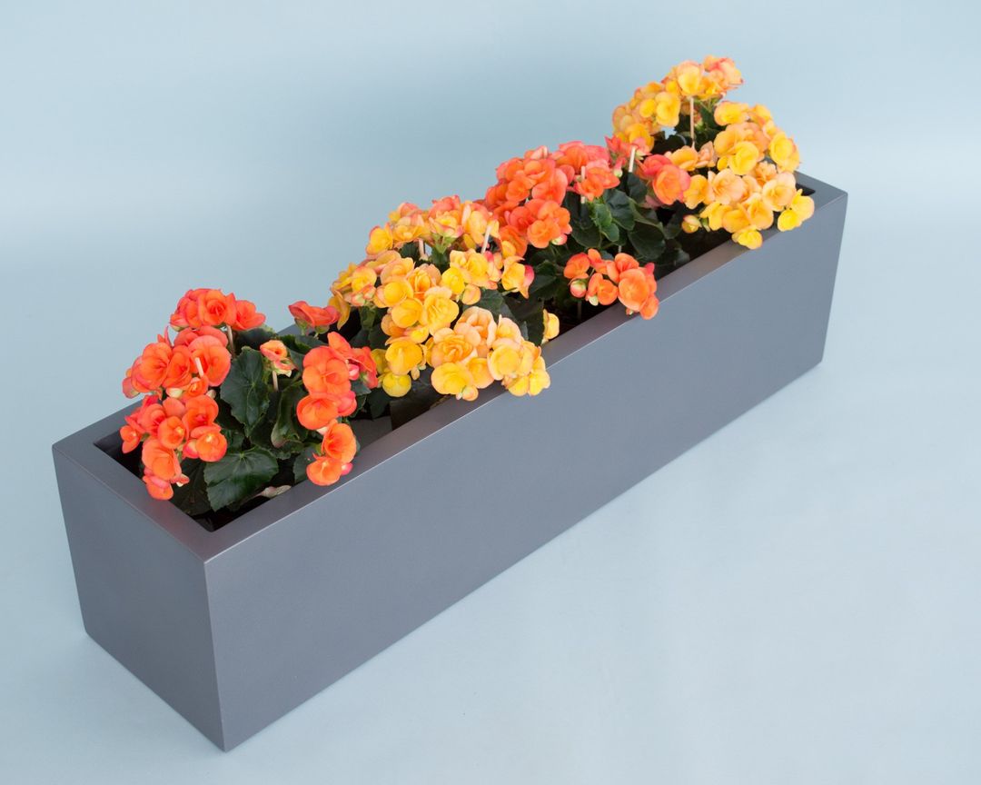 Rechteckiger Pflanzkübel in Anthrazit metallic mit orangen und gelben Begonien vor hellblauem Hintergrund