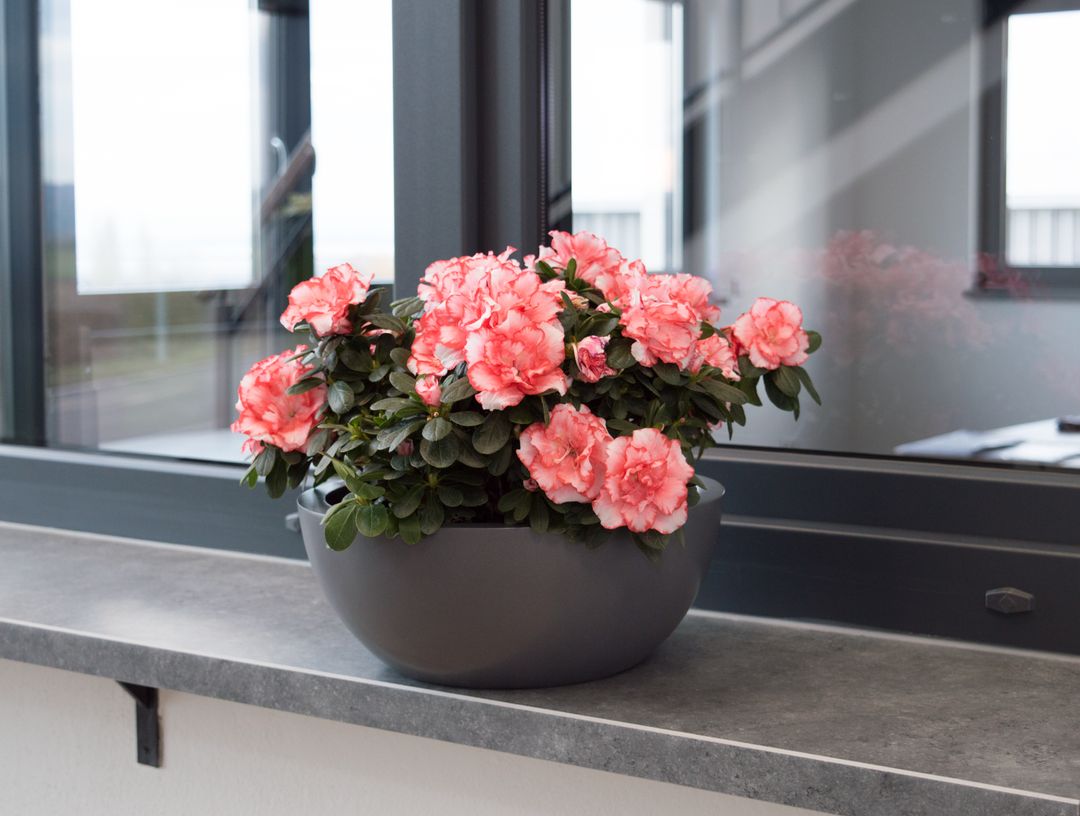 Runde Pflanzschale in Anthrazit-Metallic mit rosa blühender Azalee auf einer grauen Fensterbank vor einem Fenster
