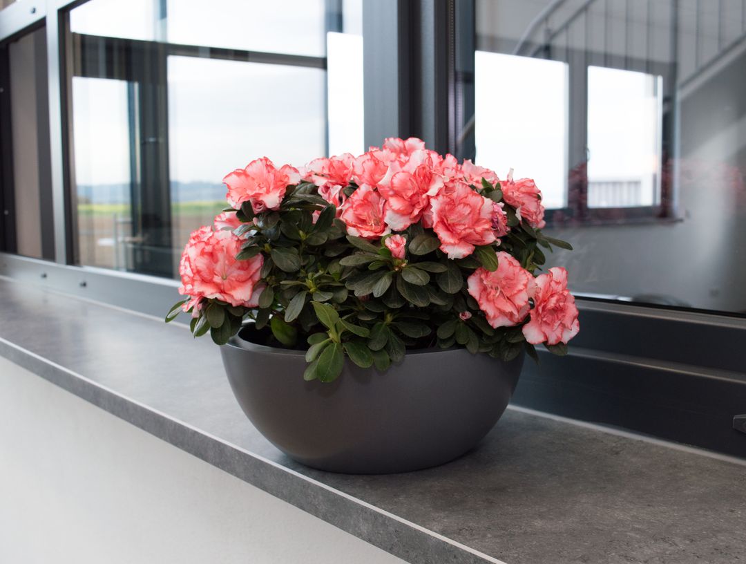 Runde Pflanzschale in Anthrazit-Metallic mit rosa blühender Azalee auf einer grauen Fensterbank vor Fenstern